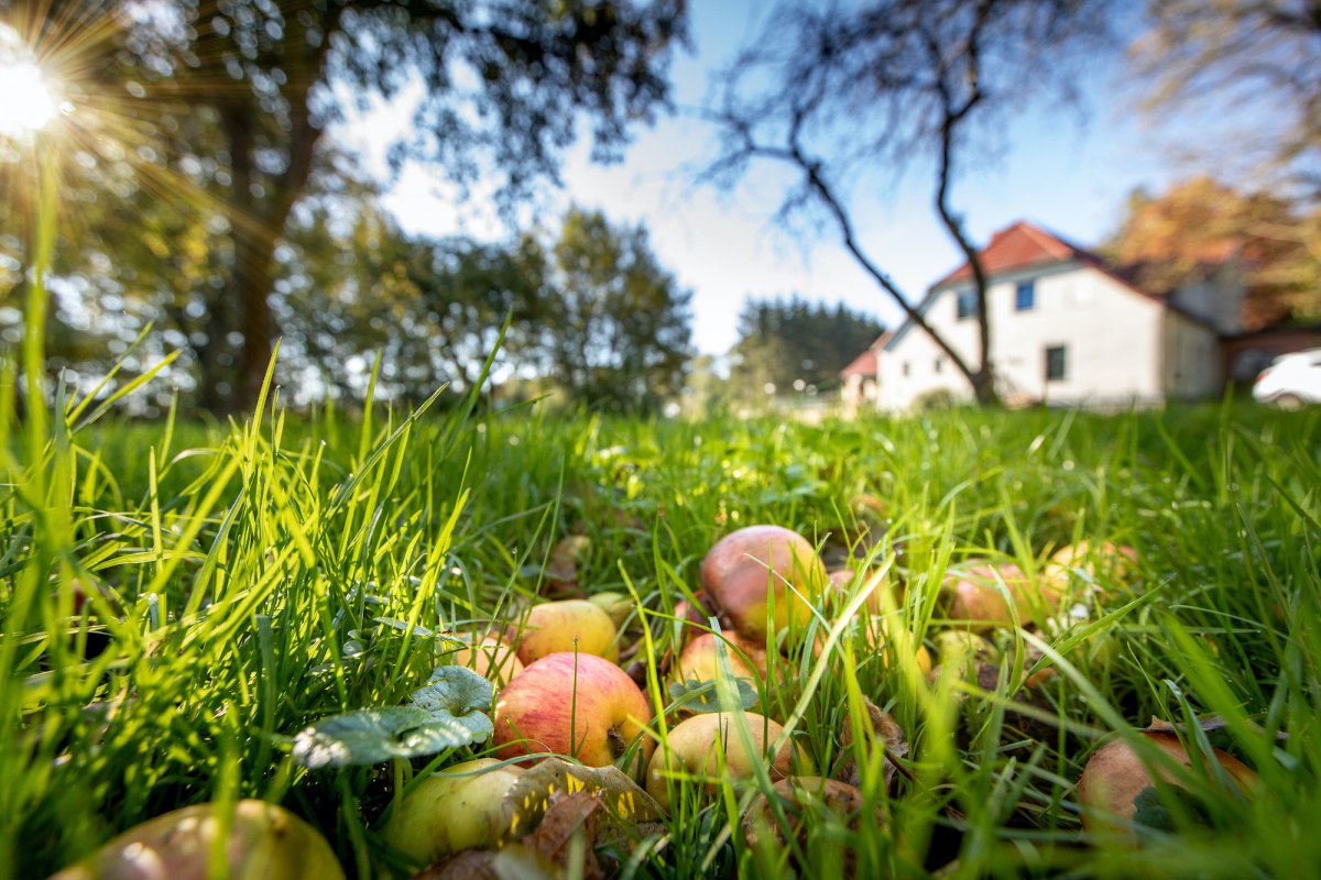 Streuobstwiese im Herrenhaus // &copy; Florian Foest
