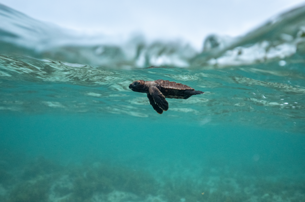 Seychellen_MartinaAndres_VD, © Martina Andres Seychellen_MartinaAndres_VD, © Martina Andres