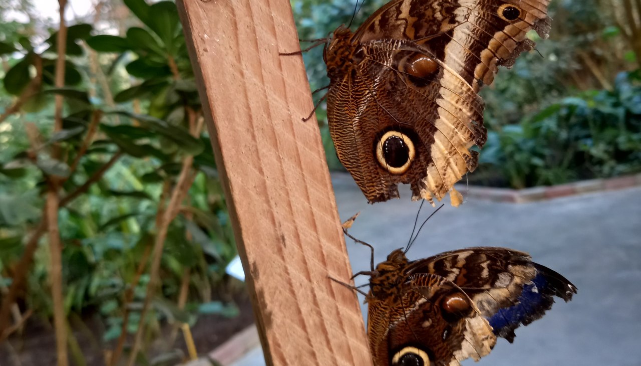20220312_163903, © Schmetterlingsfarm/Heike Schnelle 20220312_163903, © Schmetterlingsfarm/Heike Schnelle