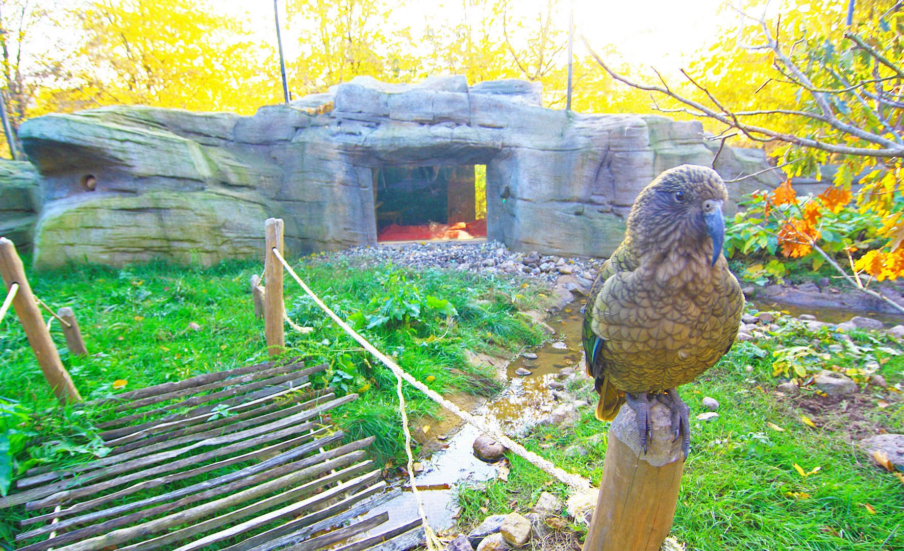 Im Vogelpark Marlow in der Keahöhle - ein Kea schaut direkt in eine Fensterscheibe Auge in Auge // Im Vogelpark Marlow in der Keahöhle // © Vogelpark Marlow Im Vogelpark Marlow in der Keahöhle - ein Kea schaut direkt in eine Fensterscheibe Auge in Auge