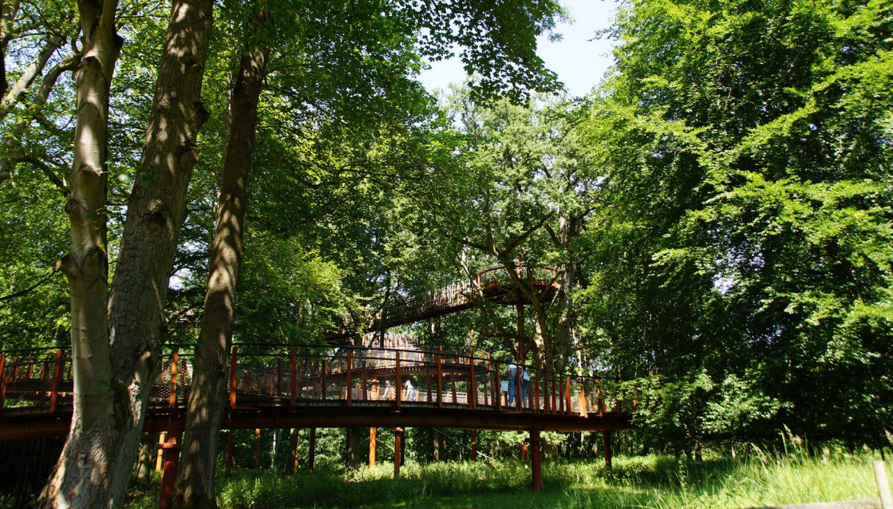 Baumkronenpfad im Hutewald, © Landesforst MV Baumkronenpfad im Hutewald, © Landesforst MV