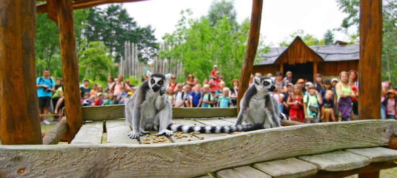 Lemurenfütterung im Vogelpark Marlow, © Vogelpark Marlow