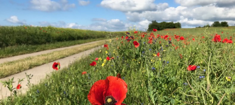 Das Seedorfer H&uuml;gelland summt und bl&uuml;ht und er&ouml;ffnet herrliche Ausblicke., &copy; Kurverwaltung Sellin