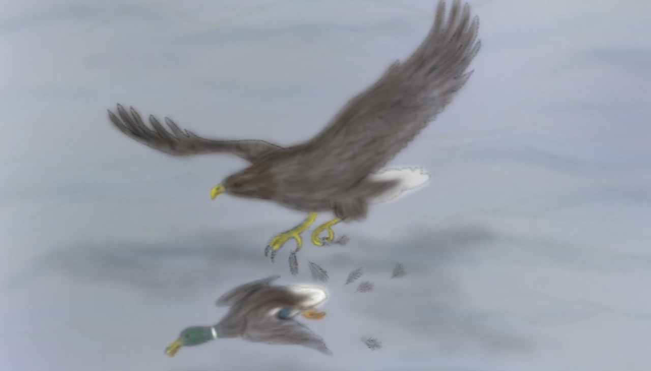 Adler-jagt-Ente_LMK&uuml;hn_VD, &copy; L-M.K&uuml;hn/M&uuml;ritzeum