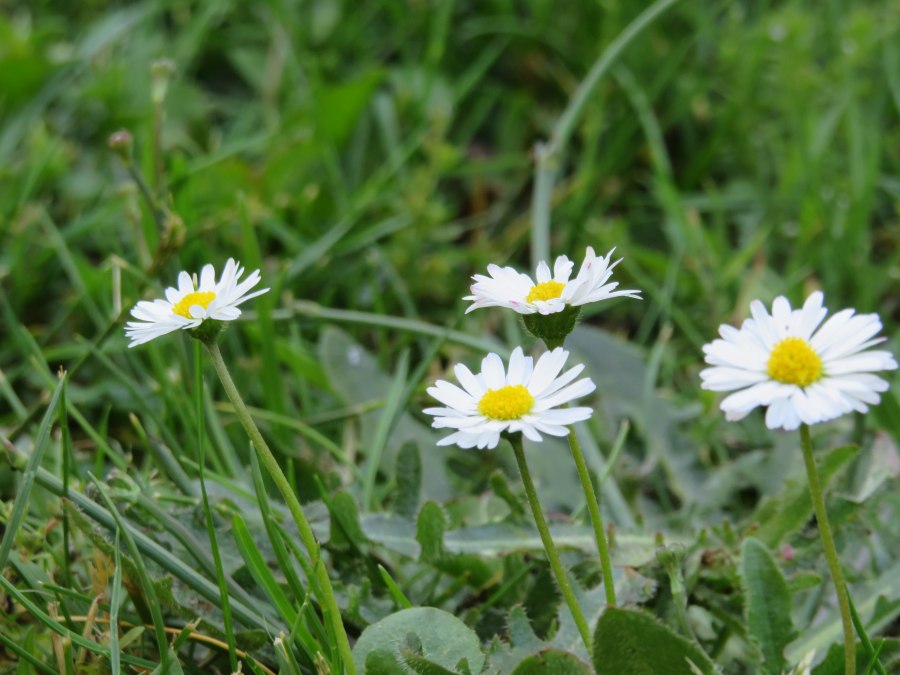 Kräuterwanderung mit Herrn Warnick, © IMG_0893.JPG
