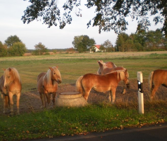 Die Haflinger des Haflingerhof-Tack erwarten Sie // © Haflingerhof Tack/ Volker Tack Die Haflinger des Haflingerhof-Tack erwarten Sie // © Haflingerhof Tack/ Volker Tack