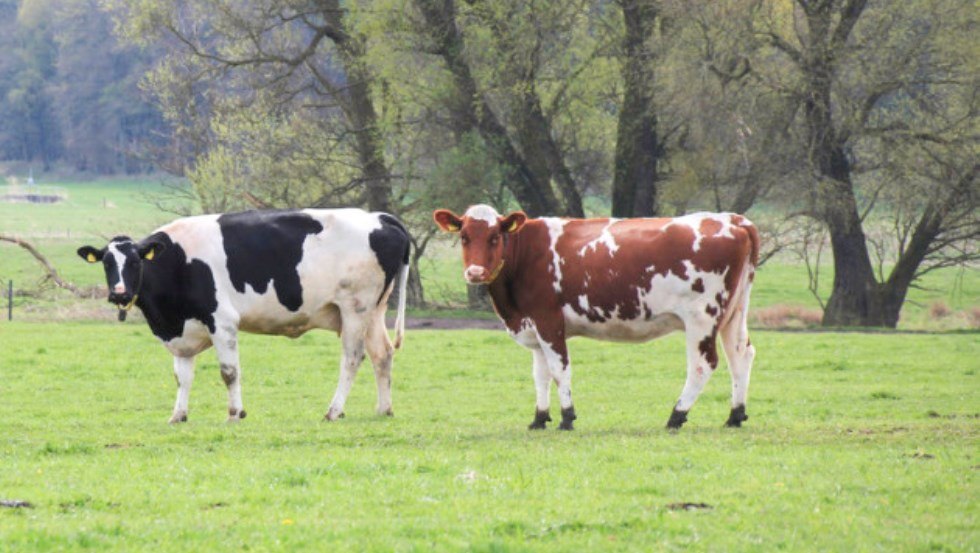 1000 flei&szlig;ige Milchk&uuml;he werden dreimal t&auml;glich gemolken // &copy; Peeneland Agrar GmbH