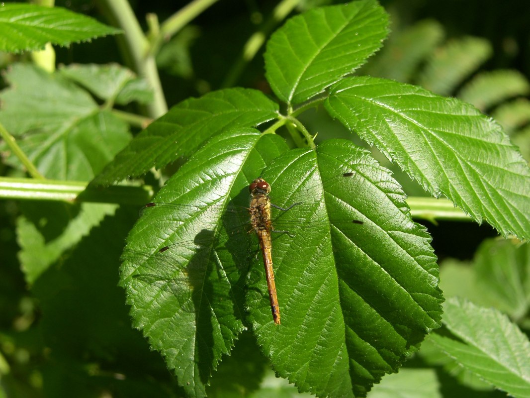 &copy; Biosph&auml;renreservat S&uuml;dost-R&uuml;gen