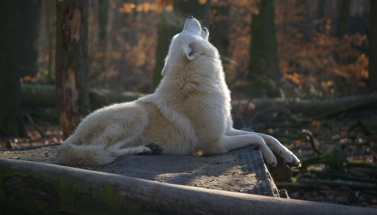 Polarwolf im Zoo Stralsund, © Hansestadt Stralsund