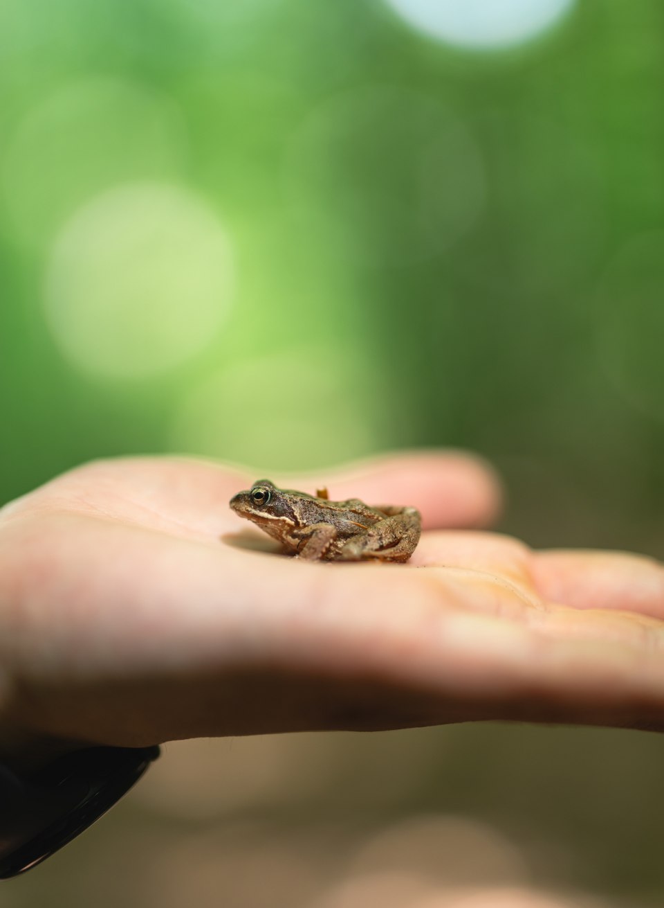 Ein Frosch sitzt auf der Hand