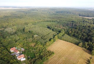 Klimawald Golchen // © Landesforst MV Klimawald Golchen // © Landesforst MV