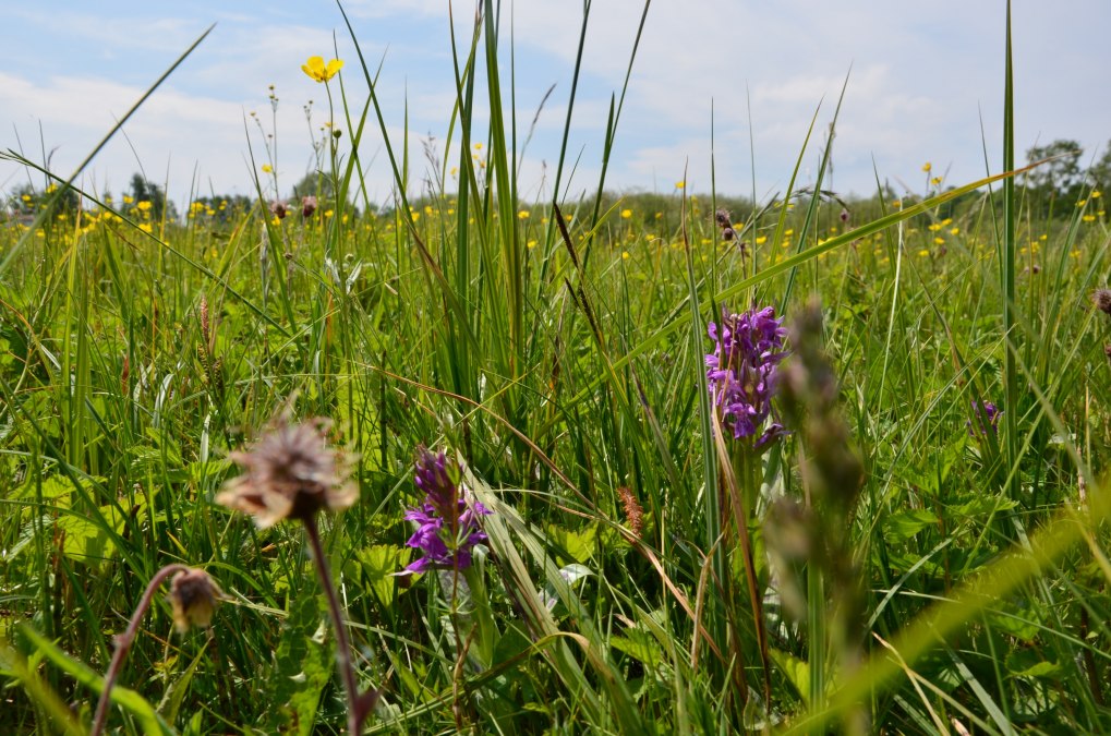 Het park is volledig toegankelijk via loopbruggen om de diversiteit van de weideplanten niet te vernietigen., © Kurverwaltung FSL Het park is volledig toegankelijk via loopbruggen om de diversiteit van de weideplanten niet te vernietigen., © Kurverwaltung FSL