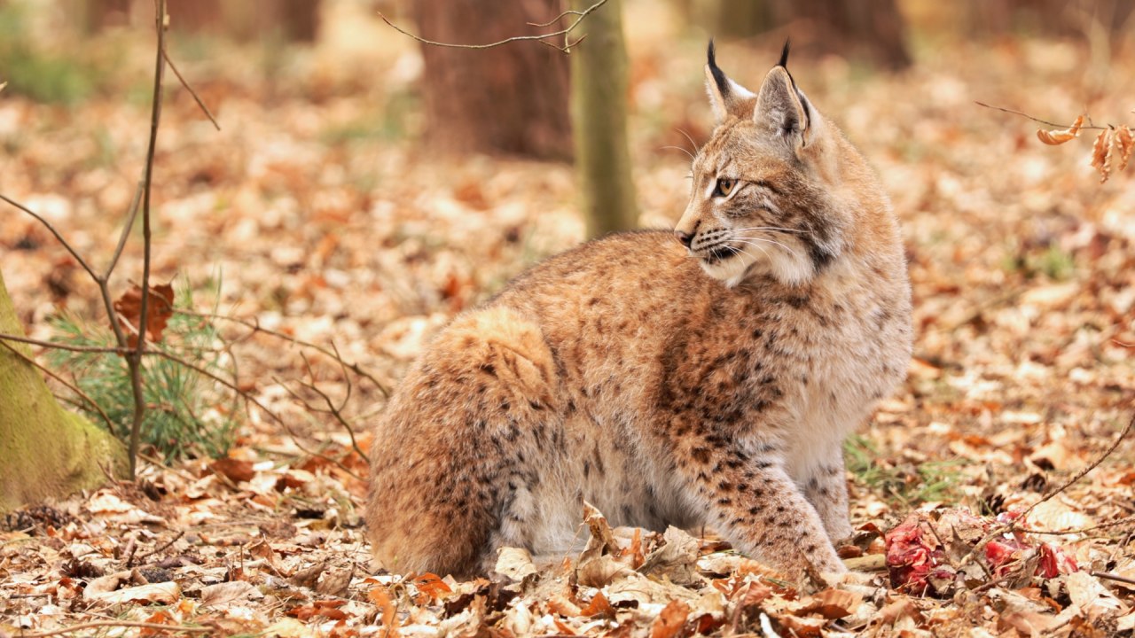 &copy; Wildpark-MV