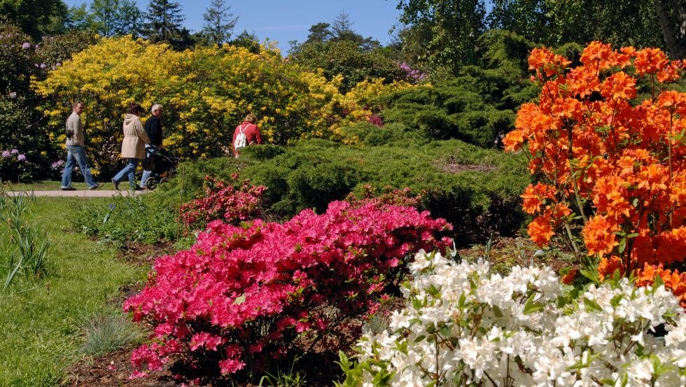 Rhododendronpark Graal-Müritz in voller Blüte // © Tourismus und Kur GmbH Graal-Müritz, A. Rudolph Rhododendronpark Graal-Müritz in voller Blüte // © Tourismus und Kur GmbH Graal-Müritz, A. Rudolph