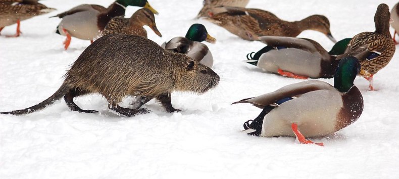 Nutria zwischen Stockenten // © W. Stürzbecher Nutria zwischen Stockenten // © W. Stürzbecher