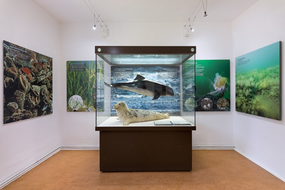 &copy; Anke Neumeister/Deutsches Meeresmuseum