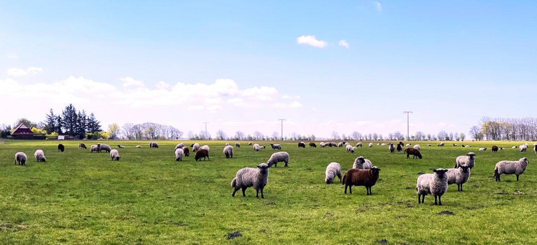 Zwartkopschaap, © Südliche Boddenküste Zwartkopschaap, © Südliche Boddenküste