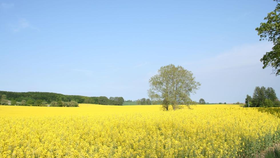 Blick aus dem Skulpturenpark auf die Rapsblüte // © Klaus-Dieter Bartsch Blick aus dem Skulpturenpark auf die Rapsblüte // © Klaus-Dieter Bartsch