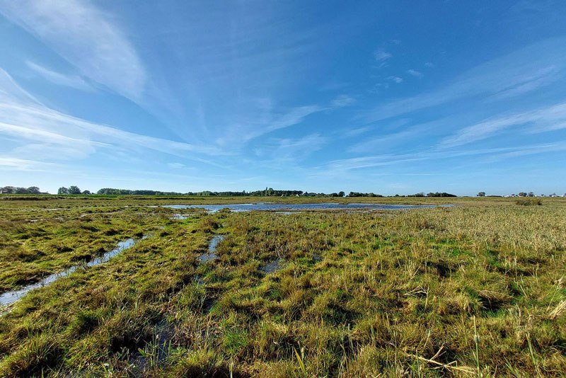 Salzwiese bei Thiessow // © Biosphärenreservatsamt Südost-Rügen Salzwiese bei Thiessow // © Biosphärenreservatsamt Südost-Rügen