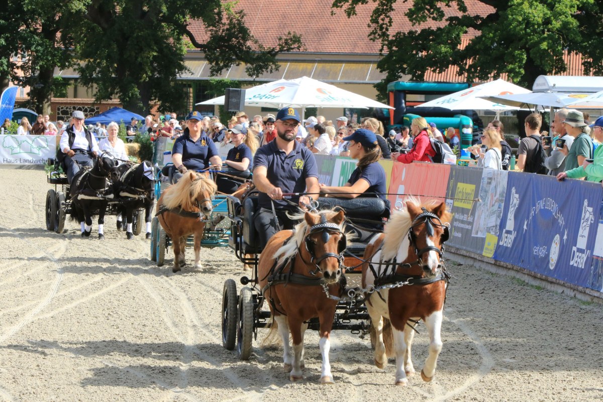 Pferdetage Landgest&uuml;t Redefin, &copy; Sven F&ouml;rst