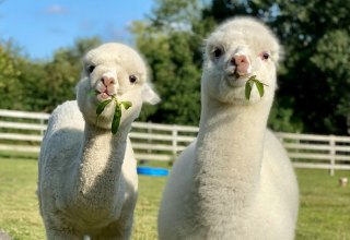 Trebeltal- Alpacas // &copy; Anne H&auml;usler