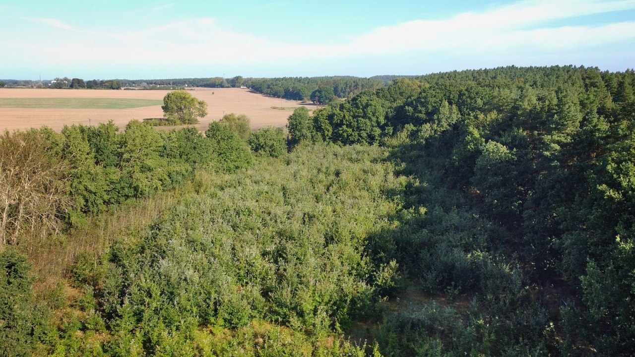 Klimaatbos Bad Kleinen // &copy; Landesforst MV
