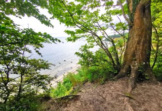 Rangerf&uuml;hrung im Biosph&auml;renreservat S&uuml;dost-R&uuml;gen - G&ouml;hrener Nordperd // &copy; Biosph&auml;renreservat S&uuml;dost-R&uuml;gen