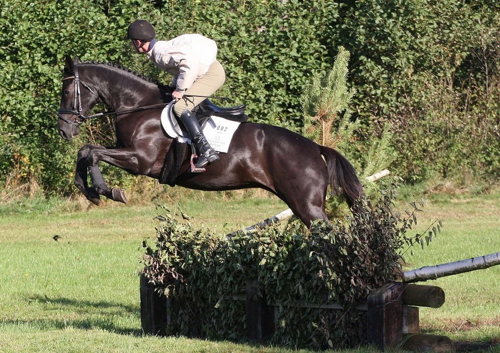 Erlk&ouml;nig im Gel&auml;nde // &copy; Trakehnerhof Valluhn