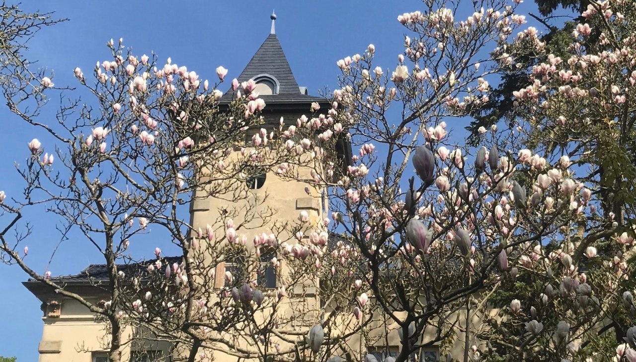 Schlo&szlig; Hohenbr&uuml;nzow S&uuml;d: Die Magnolie entfaltet ihre Bl&uuml;tenpracht ..., &copy; Gernot Pohl 2019