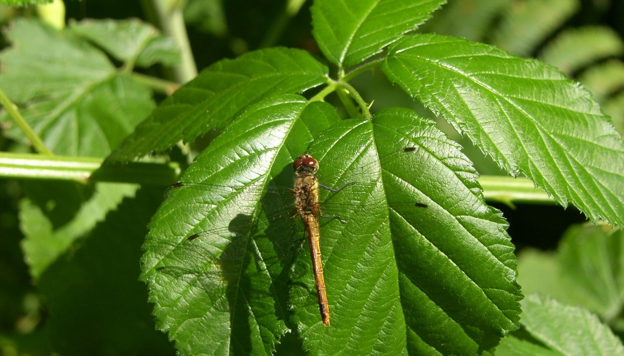 libelle, © Biosphärenreservat Südost-Rügen libelle, © Biosphärenreservat Südost-Rügen