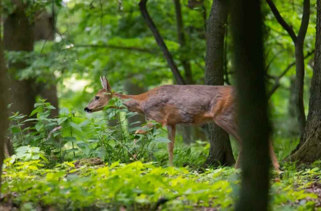 Wanderfr&uuml;hling R&uuml;gen: Auf der Pirsch mit dem J&auml;ger, &copy; Erlebnis Akademie AG/NEZR