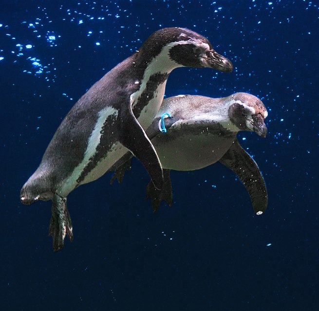 Fliegende Pinguine, © Vogelpark Marlow Fliegende Pinguine, © Vogelpark Marlow