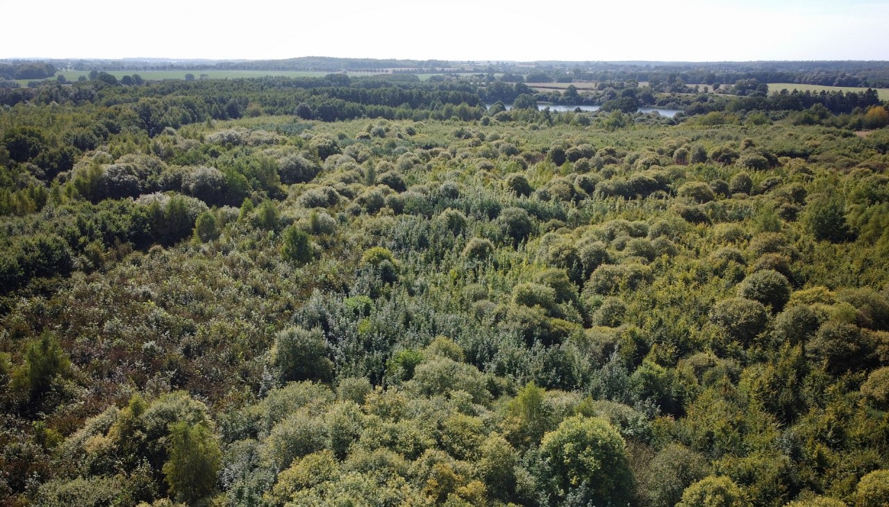 Klimaatbos Biosfeerreservaat Schaalsee, &copy; Landesforst MV