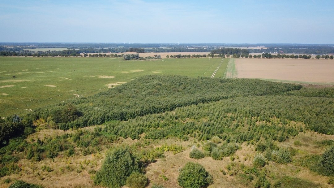 Klimawald Herren Steinfeld, © Landesforst MV