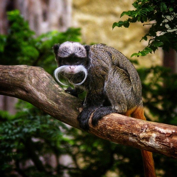 S&uuml;damerikahaus Zoo Stralsund, &copy; Zoo Stralsund