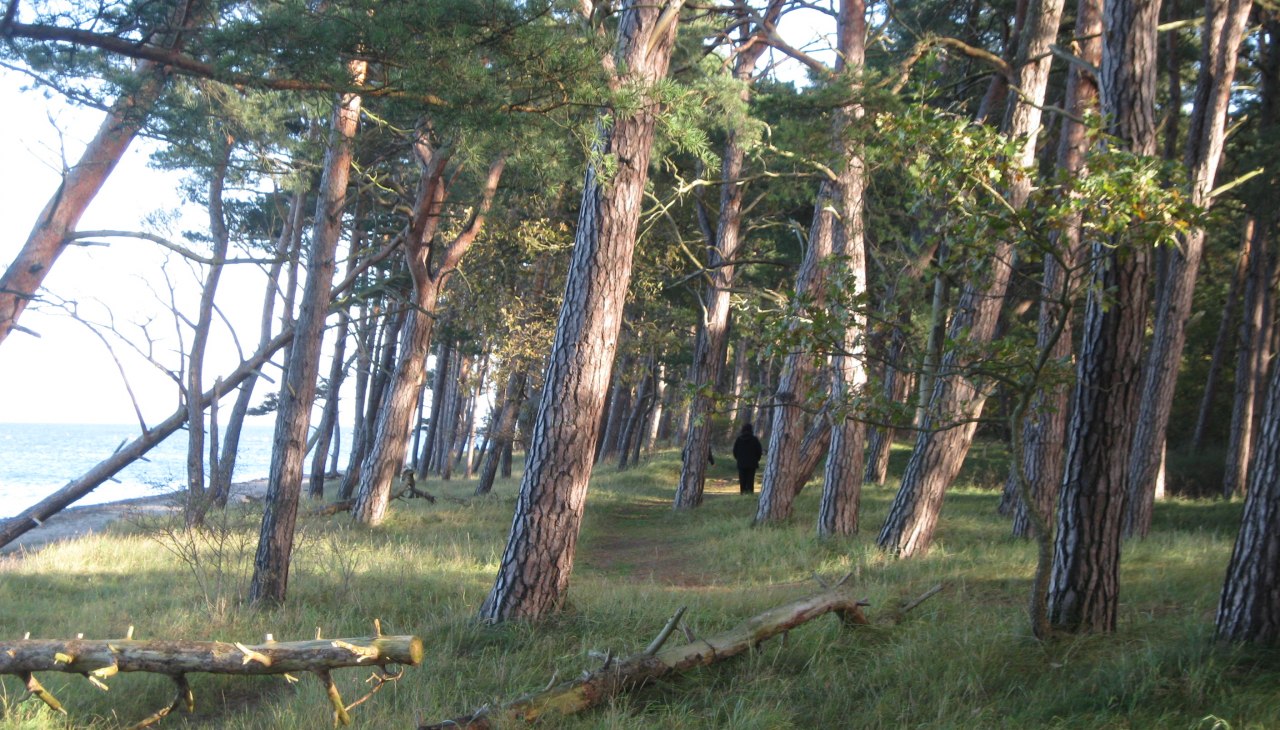 Küste und Wald am Ludwigsburger Strand, © Josephine Feldberg Küste und Wald am Ludwigsburger Strand, © Josephine Feldberg