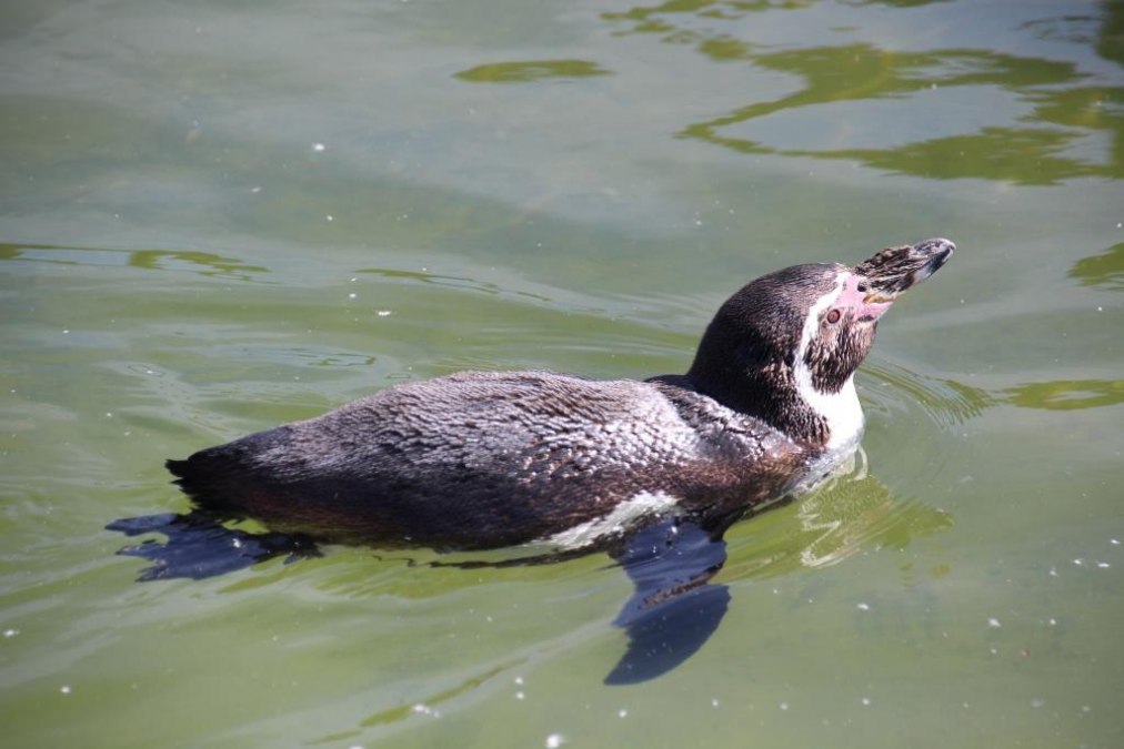 Pinguin, © Tiererlebnispark Müritz