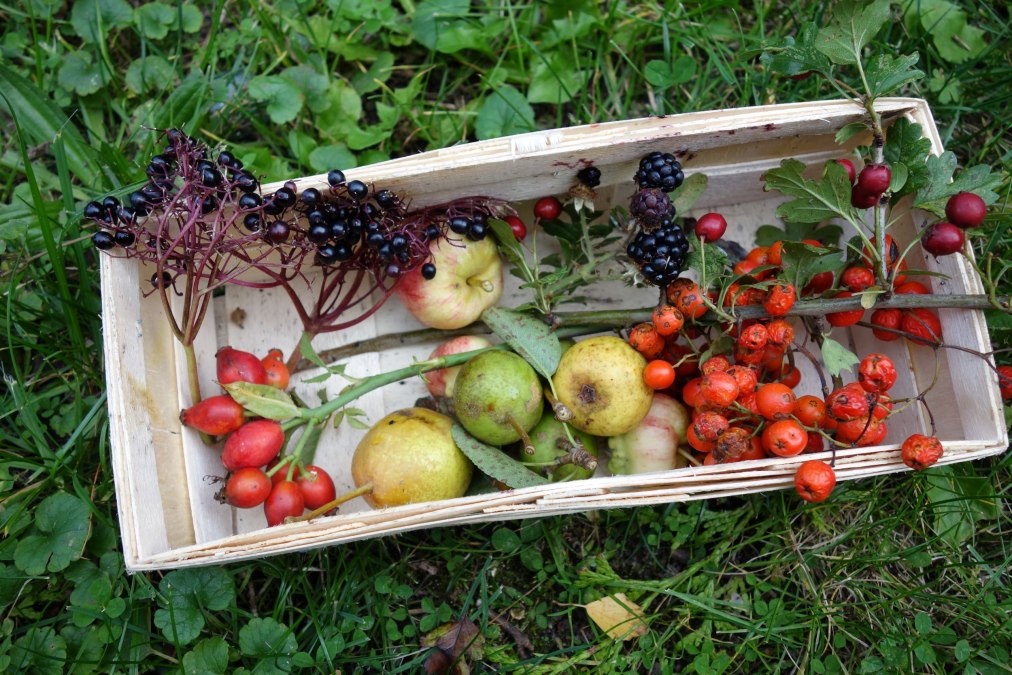 Wildfruchtwanderung, &copy; Naturerlebnisverein R&uuml;gen e.V.