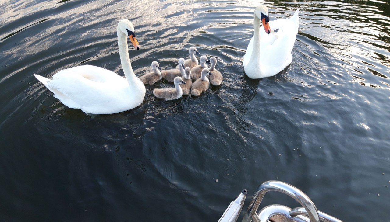 Mit Tieren auf Du und Du, &copy; R&ouml;bel-Boot