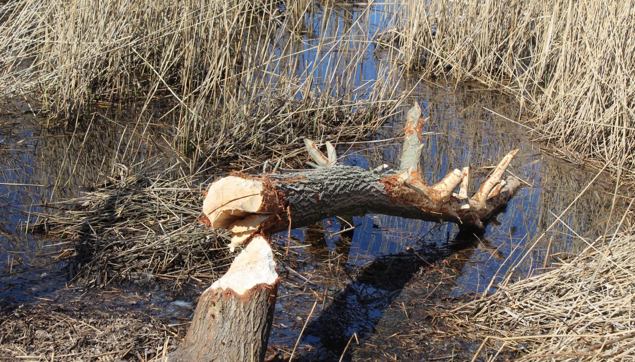Wanderung " Eine Stadt am Fluss", &copy; AFL
