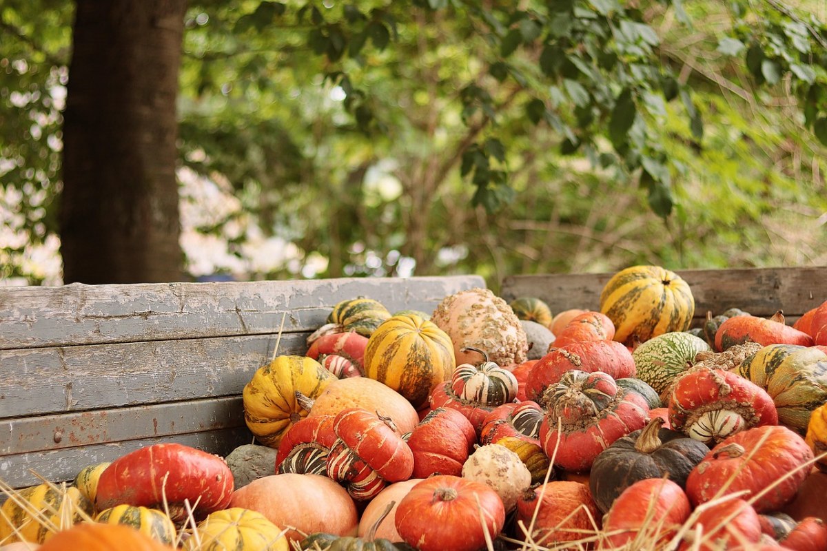 Herbstmarkt // © NoName_13 Herbstmarkt // © NoName_13