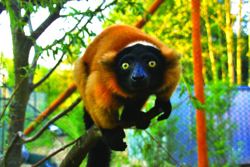 Rote Varis in der Madagaskaranlage, © Vogelpark Marlow/Zöger Rote Varis in der Madagaskaranlage, © Vogelpark Marlow/Zöger