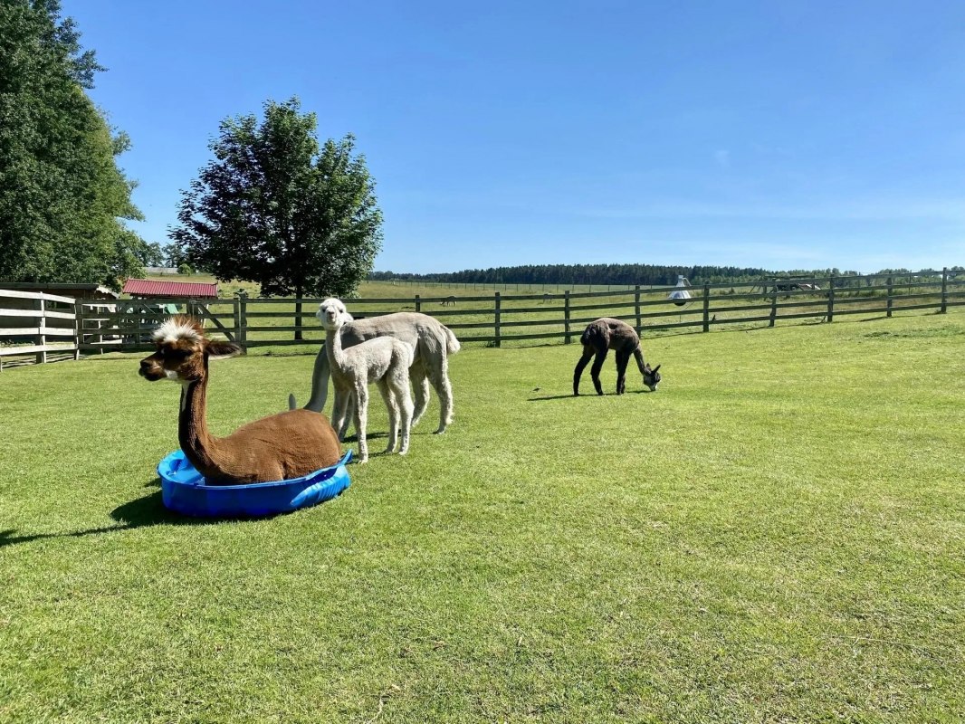 Trebeltal- Alpacas // &copy; Anne H&auml;usler