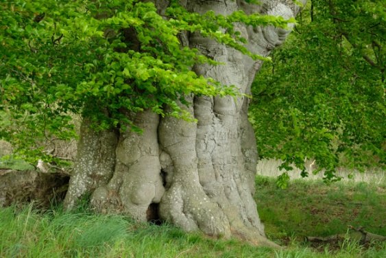 Sch&auml;ferbuche bei Neu Dobbin, &copy; Evelin Kartheuser