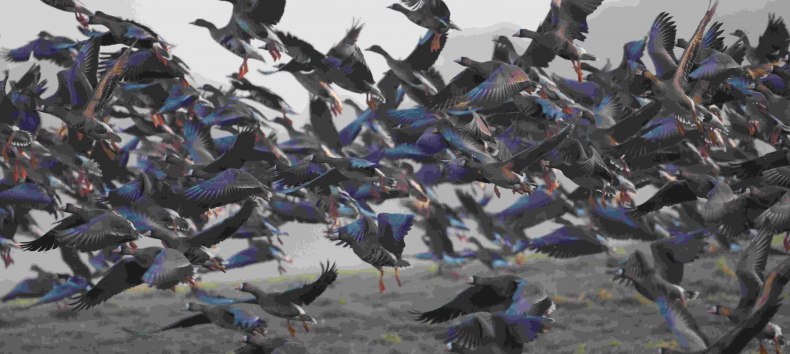 Wildg&auml;nse // &copy; Gudrun Marin-Ziegler