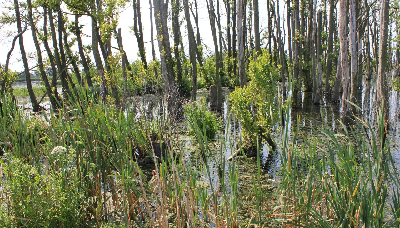 Große Rosin, © M. Kiauka Große Rosin, © M. Kiauka