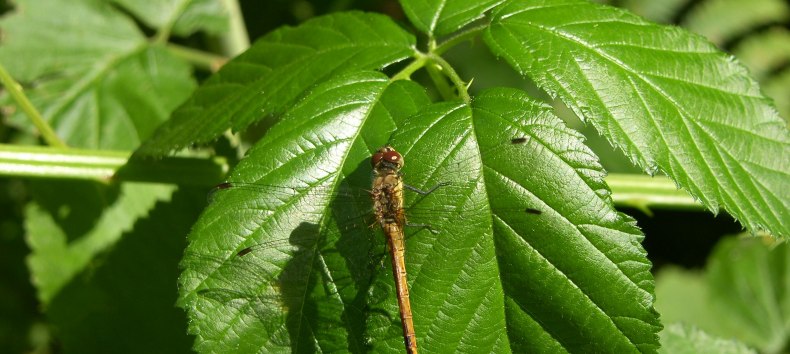 &copy; Biosph&auml;renreservat S&uuml;dost-R&uuml;gen