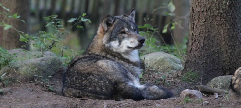 Wolf in der Raubtier-WG des Wildpark-MV, © Wildpark-MV