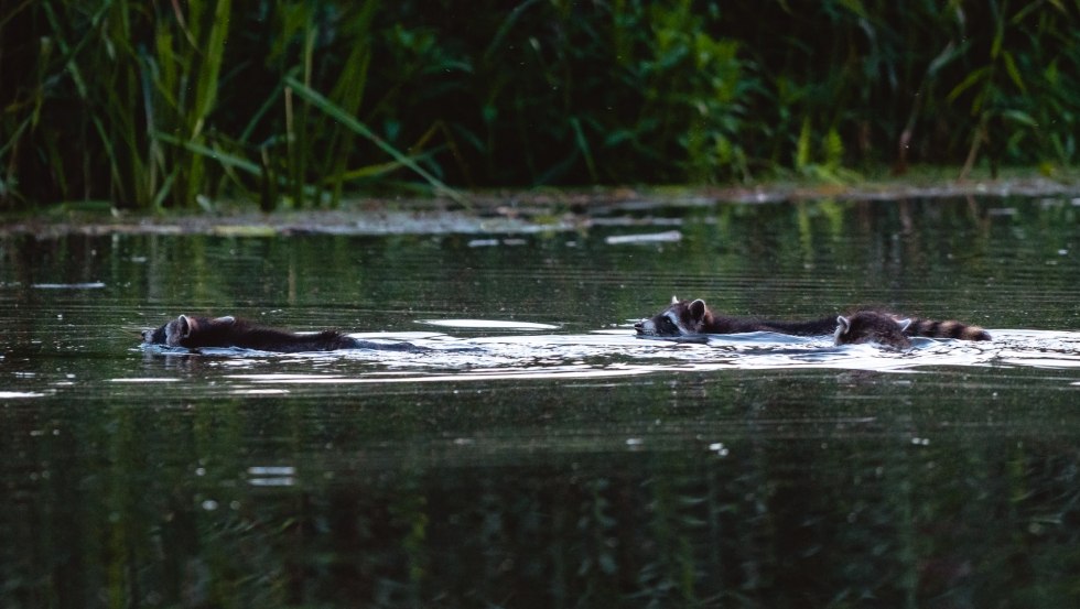 Biber, Otter, Reh- und Rotwild sind an der Recknitz zu Hause, manchmal taucht auch eine Waschbärenfamilie auf, © Erik Groß Biber, Otter, Reh- und Rotwild sind an der Recknitz zu Hause, manchmal taucht auch eine Waschbärenfamilie auf, © Erik Groß