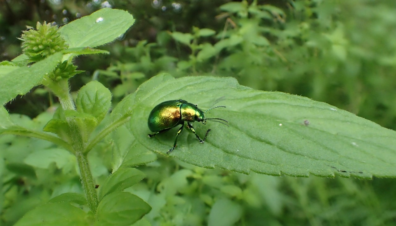 Erlenblattkäfer, © Ulrich Meßner, Nationalparkamt Müritz Erlenblattkäfer, © Ulrich Meßner, Nationalparkamt Müritz